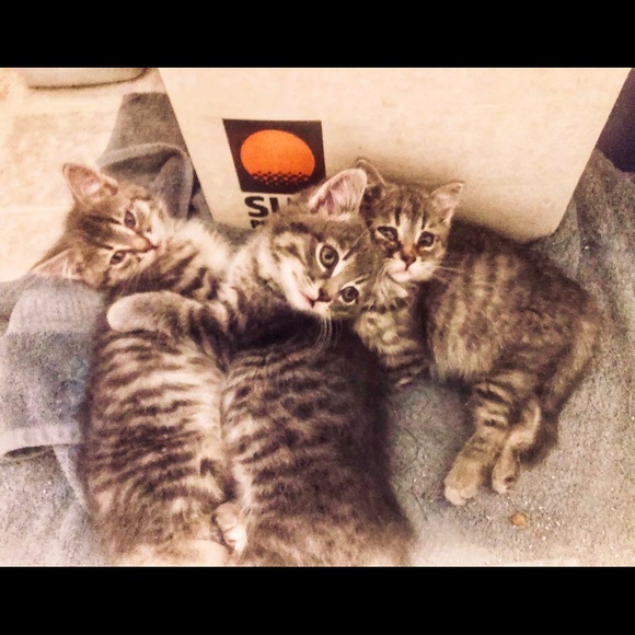 Meet your Posher, Gashmell. - Picture 4 of 12